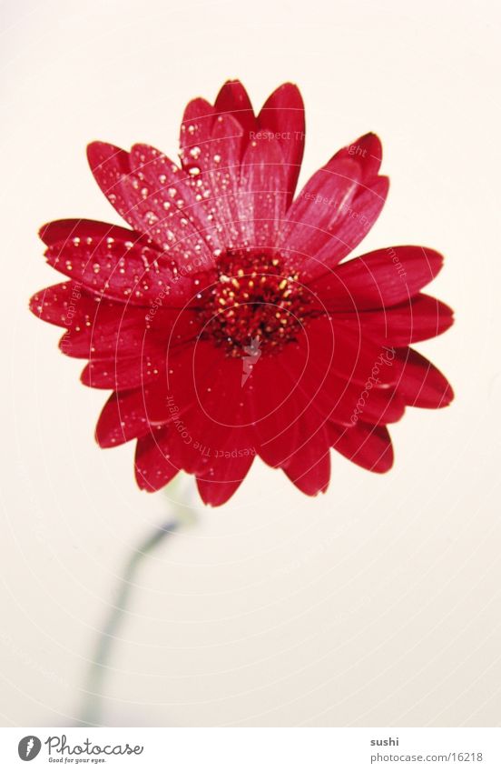Gerbera Blume Detailaufnahme Kontrast Perspektive