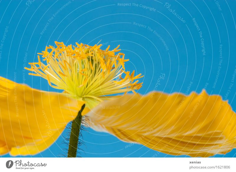 Makroaufnahme einer gelben Mohnblüte aus der Froschperspektive vor blauem Hintergrund Islandmohn Staubbeutel Mohngewächs Blüte schön Frühling Sommer Blume Blatt