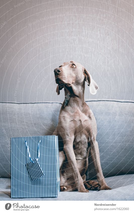 Für dich&hellip;.. Hund schön ein lizenzfreies Stock Foto von Photocase