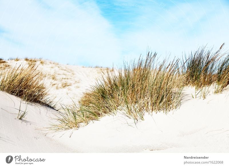 Dünengras Ferien & Urlaub & Reisen Sommer Sommerurlaub Sonne Strand Meer Natur Landschaft Sand Himmel Wolken Schönes Wetter Pflanze Gras Nordsee Ostsee