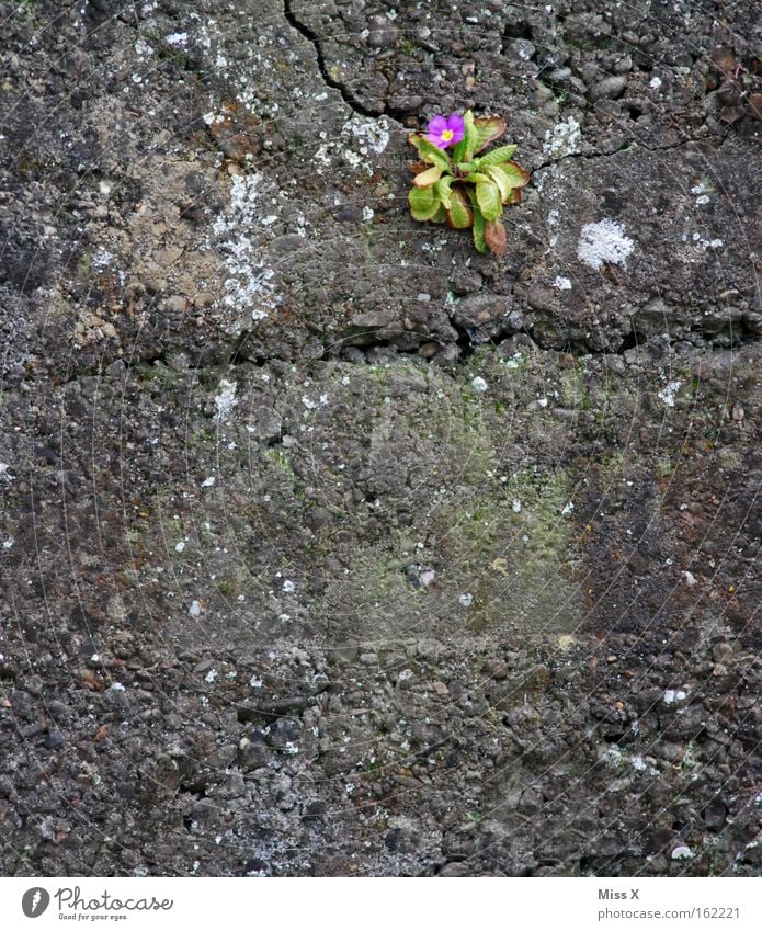 Mauerblümchen Farbfoto Außenaufnahme Frühling Blume Blüte Wand Blühend Wachstum grau Einsamkeit Kissen-Primel Riss einzeln mauerblümchen