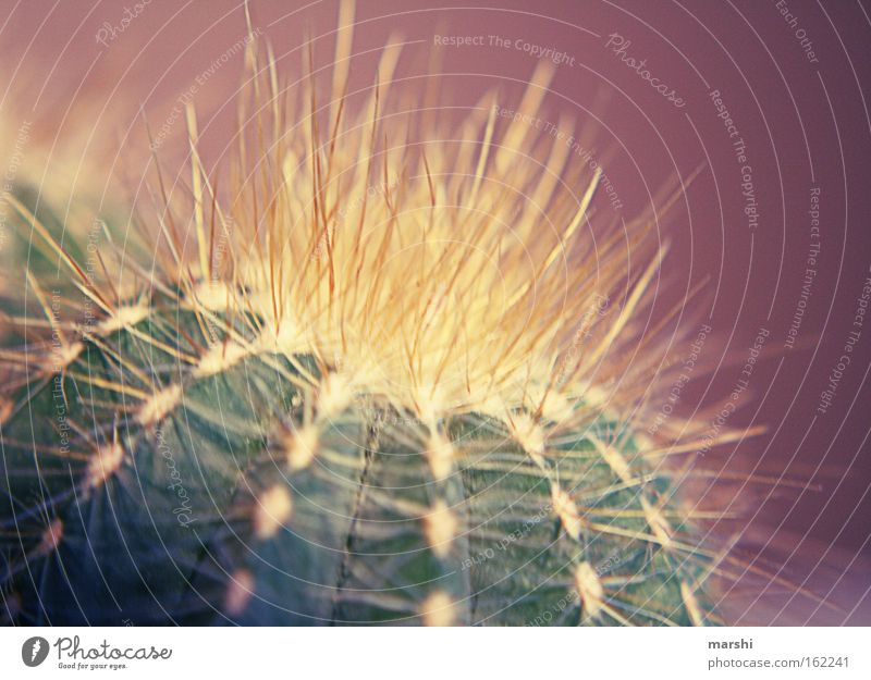mein kleiner grüner Kaktus stechen Spitze bedrohlich Wüste Natur Nahaufnahme Zimmerpflanze violett Dekoration & Verzierung Makroaufnahme Stachel Vorsicht