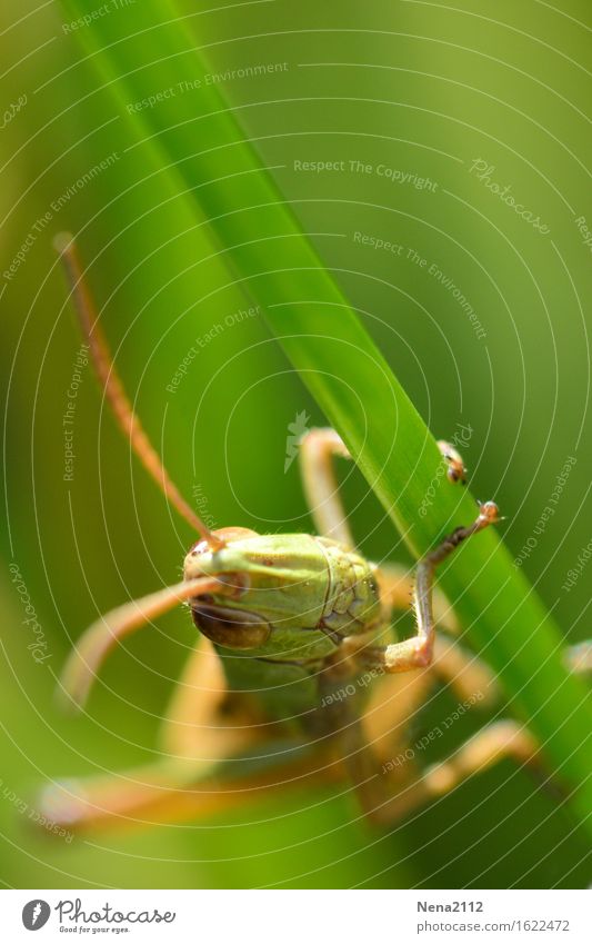 Flip der Grashüpfer Umwelt Natur Tier Frühling Sommer Garten Park Wiese Feld 1 sportlich grün Insekt Heuschrecke Fühler Auge Kopf festhalten Klettern Farbfoto