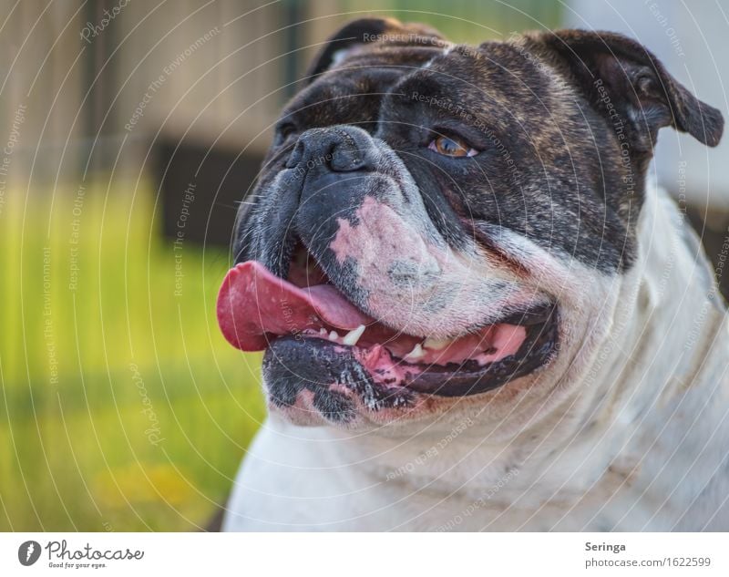 Aufgepasst.. das 200. :) Tier Haustier Hund Tiergesicht 1 atmen beobachten Hundeschnauze Farbfoto mehrfarbig Außenaufnahme Nahaufnahme Detailaufnahme