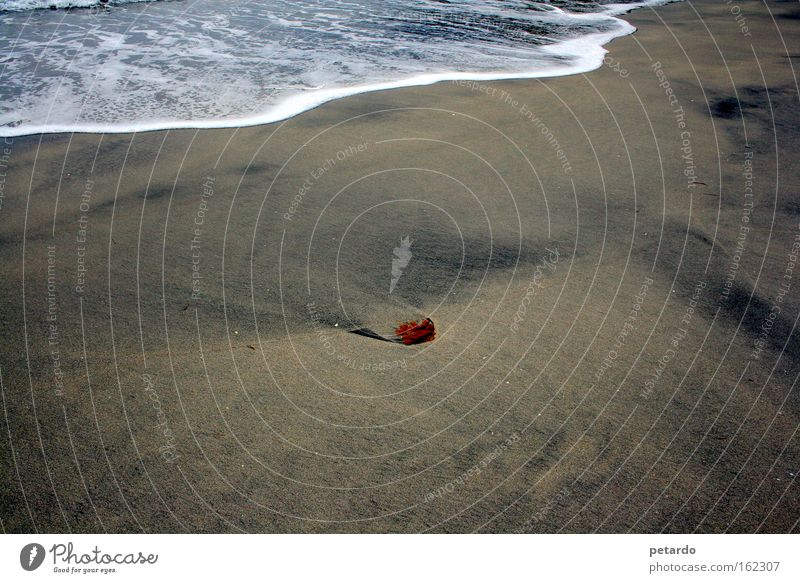 Hilfe, das Wasser kommt Strand Sand Sandkorn Wellen Algen Schaum Fußspur Meer See Einsamkeit rot Brandung Ebbe Flut Küste Erde Vergänglichkeit Mulde