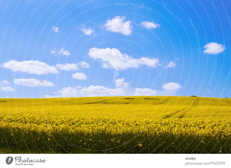 Gelbe Rapsfelder in der Sonne mit blauem Himmel und Wolken Öl leuchten gelb grün weiß Bio biologisch Nutzpflanze Rapsöl Bioenergieträger Biodiesel Biokraftstoff