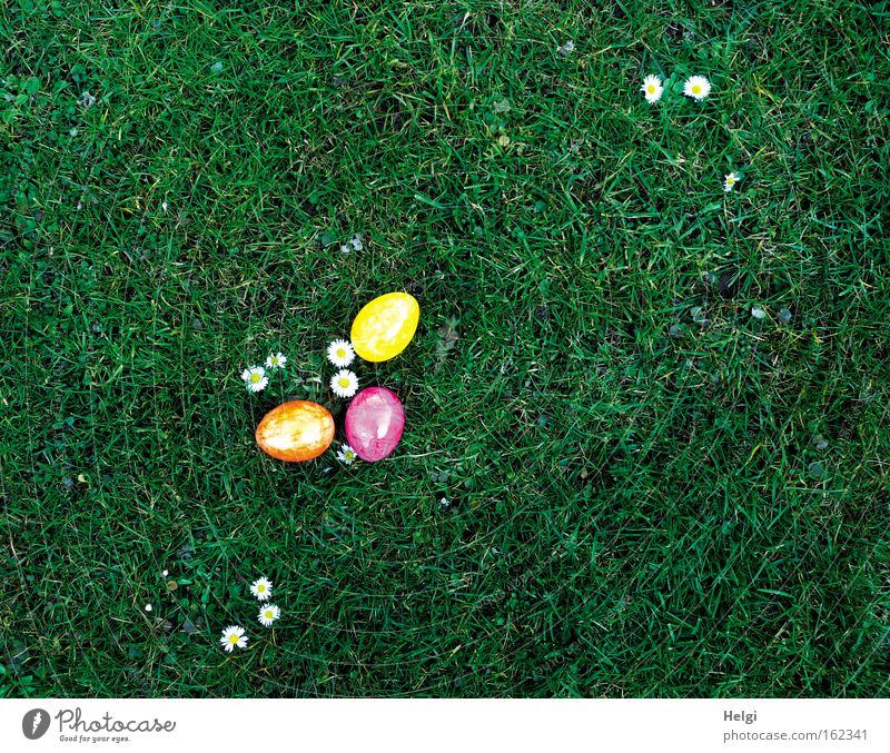 drei bunte Ostereier liegen an blühenden Gänseblümchen auf einer Wiese Farbfoto mehrfarbig Außenaufnahme Menschenleer Textfreiraum rechts Textfreiraum oben