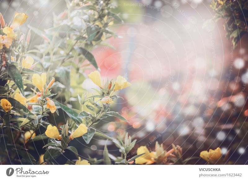 Gelbe Blumen über Garten Hintergrund. Stil Design Sommer Natur Pflanze Erde Sonnenlicht Frühling Herbst Schönes Wetter Gras Sträucher Blatt Blüte Park Blühend