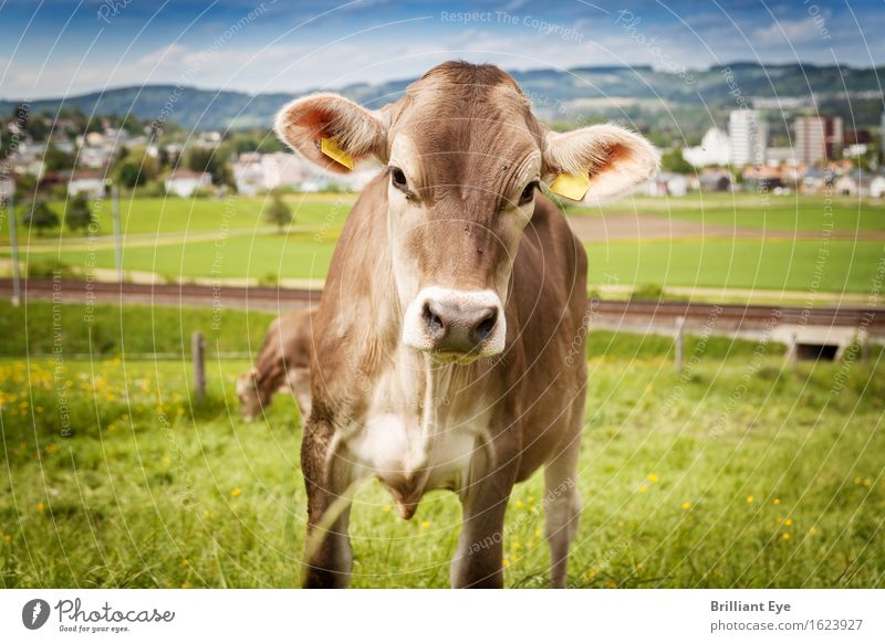 Ohren aufstellen Sommer Natur Wiese Hügel Tier Nutztier Kuh 1 Blick authentisch Neugier niedlich braun grün Interesse Schweiz Freilandhaltung Landwirtschaft