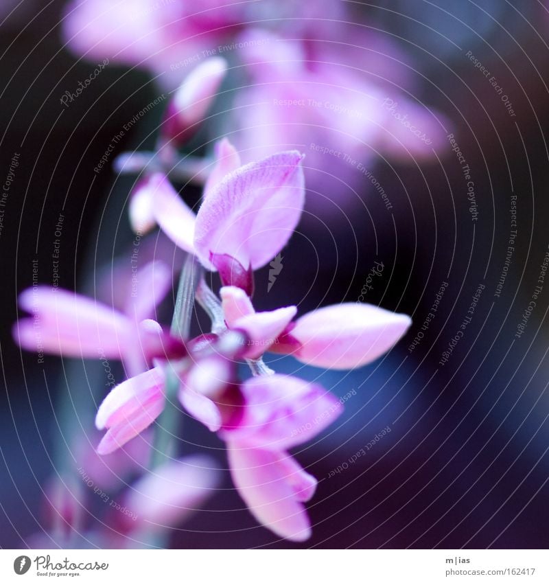 ..und draußen ein Gewitter Blume Blüte violett rosa zart Frühling Markt Blumenhändler Pflanze Natur Handwerk Vertrauen schön