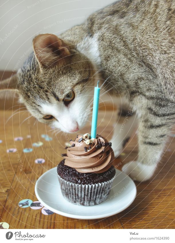Happy birthday I Dessert Süßwaren Teller Feste & Feiern Geburtstag Haustier Katze 1 Tier Essen Katzenbaby Cupcake Kerze Konfetti mehrfarbig Innenaufnahme Tag