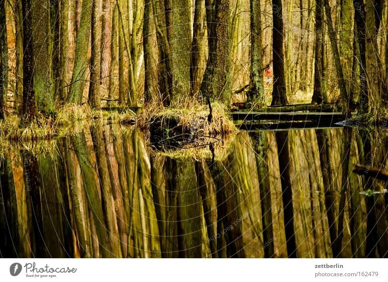 Briesetal Wald Baum Baumstamm Mischwald Laubwald Sumpf See Teich Wasser Reflexion & Spiegelung Natur Umweltschutz wandern Spaziergang Frühling urstromtal