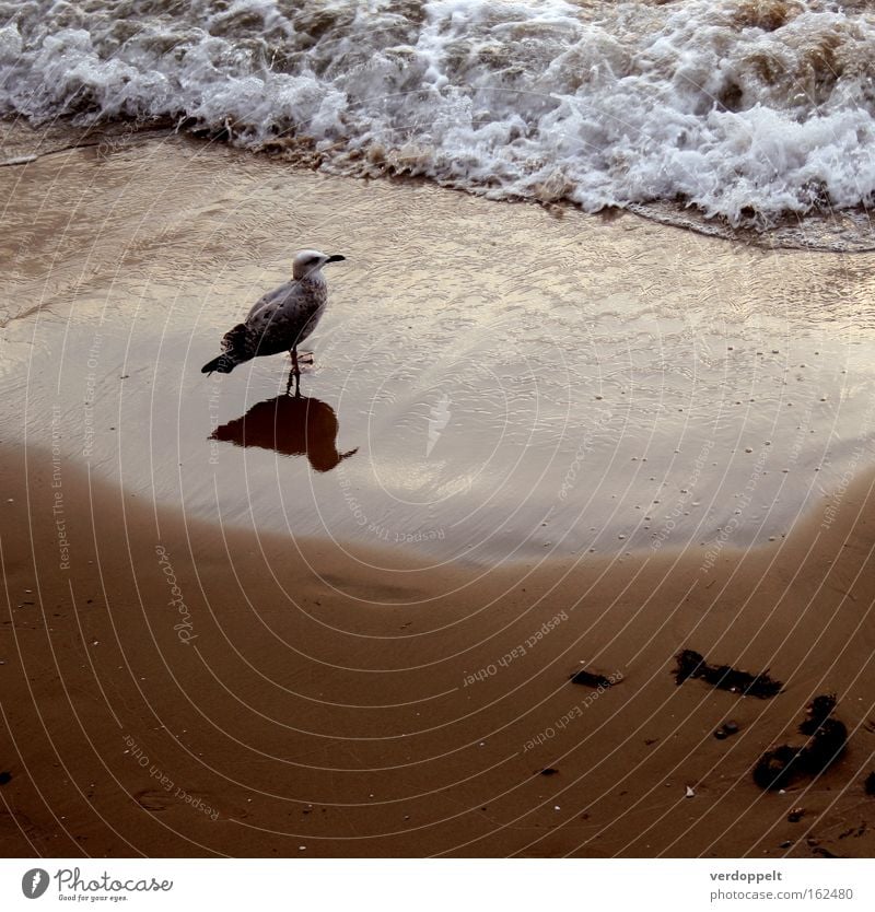 m_3 Meer Wellen Vogel Reflexion & Spiegelung Wasser Sonnenuntergang Natur Tier Wetter Mädchen Seeküste