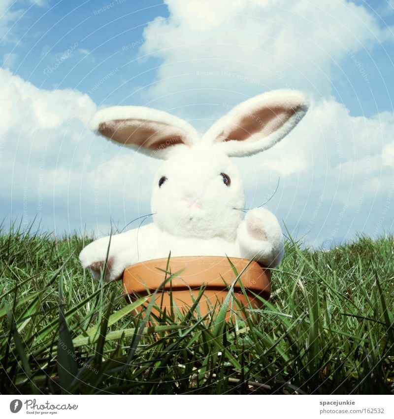 Easter Bunny comes around (2) Ostern Osterhase Hase & Kaninchen Feiertag Blumentopf Topf Wiese Gras Tier Stofftiere skurril lustig Freude