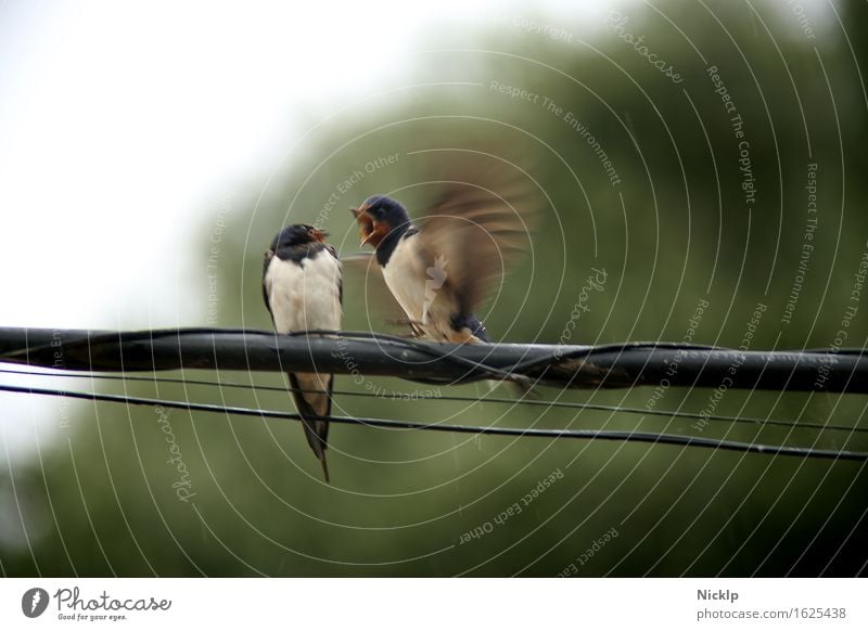 EY!!! Weg da! schlechtes Wetter Regen Leitung Stahlkabel Telefonkabel Tier Vogel Flügel Schwalben 2 Tierpaar Brunft sprechen fliegen schreien sitzen