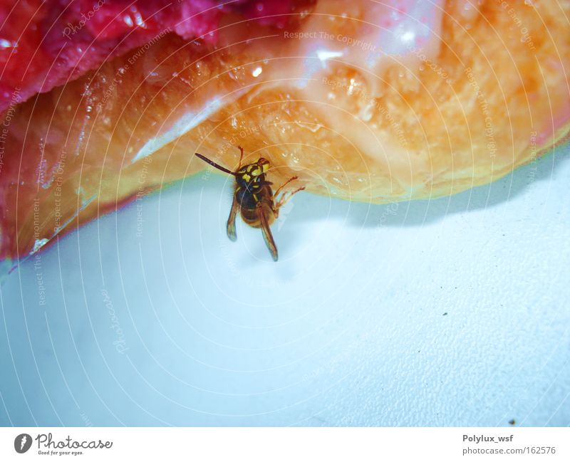 Wespengeschmack Tier Ernährung Sommer Insekt Marmelade Zucker Diebstahl Natur Flügel Stachel fliegen lecker