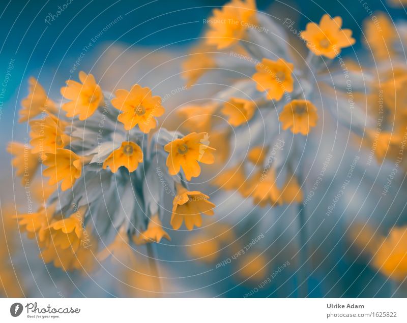 Echte Schlüsselblume (Primula veris) Garten Dekoration & Verzierung Kunst Printmedien Natur Pflanze Frühling Blume Blüte Wildpflanze Echte Schüsselblume