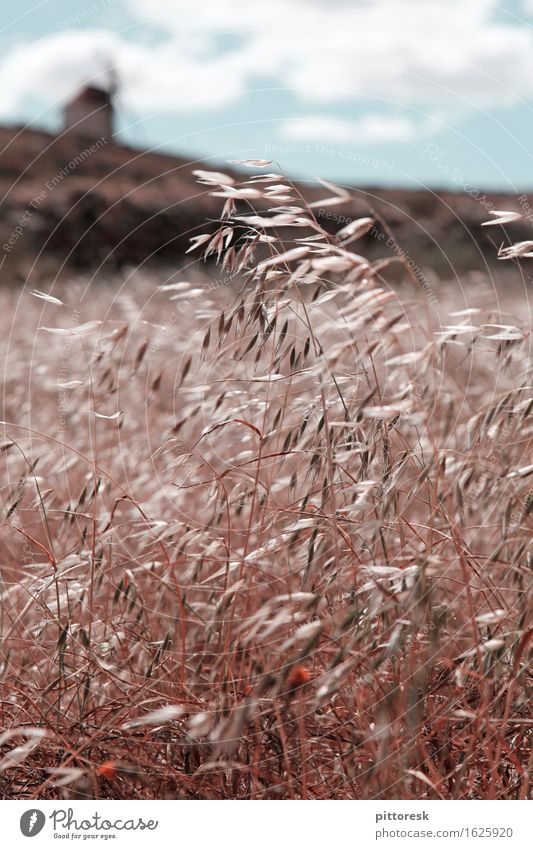 Wind III Kunst Kunstwerk ästhetisch Feld Getreide Getreidefeld Getreideernte Mühle Idylle Sommer Sommerurlaub wehen Windstille Spanien Farbfoto Gedeckte Farben