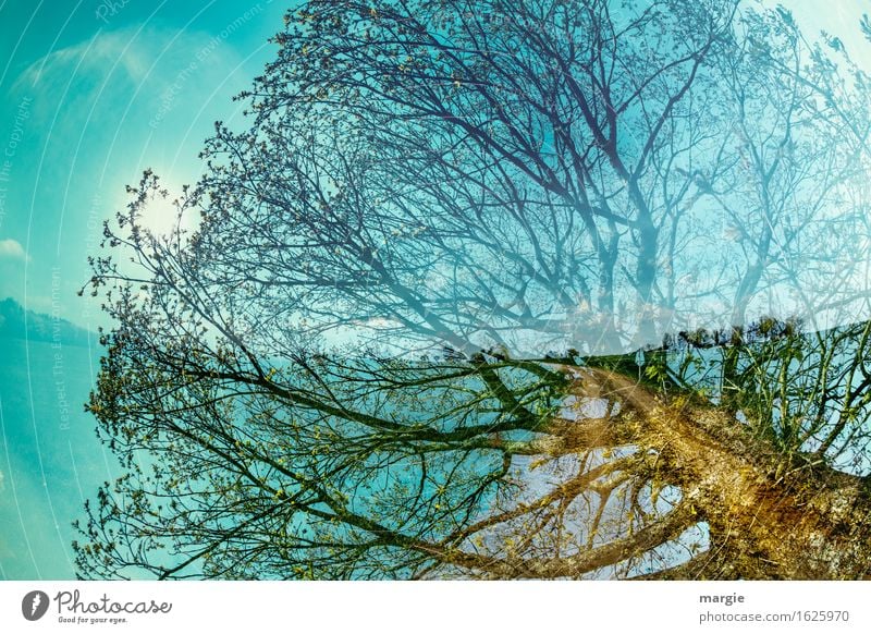 Baumweg: Eine Baum - Erscheinung Ferien & Urlaub & Reisen Umwelt Natur Landschaft Himmel Sonne Frühling Grünpflanze Nutzpflanze Wald wandern Gesundheit