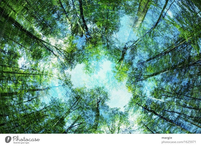 Maiwald: der Blick in den Himmel erscheint verwirrend Erholung ruhig Meditation Umwelt Natur Pflanze Tier Frühling Schönes Wetter Baum Blatt Grünpflanze Wald