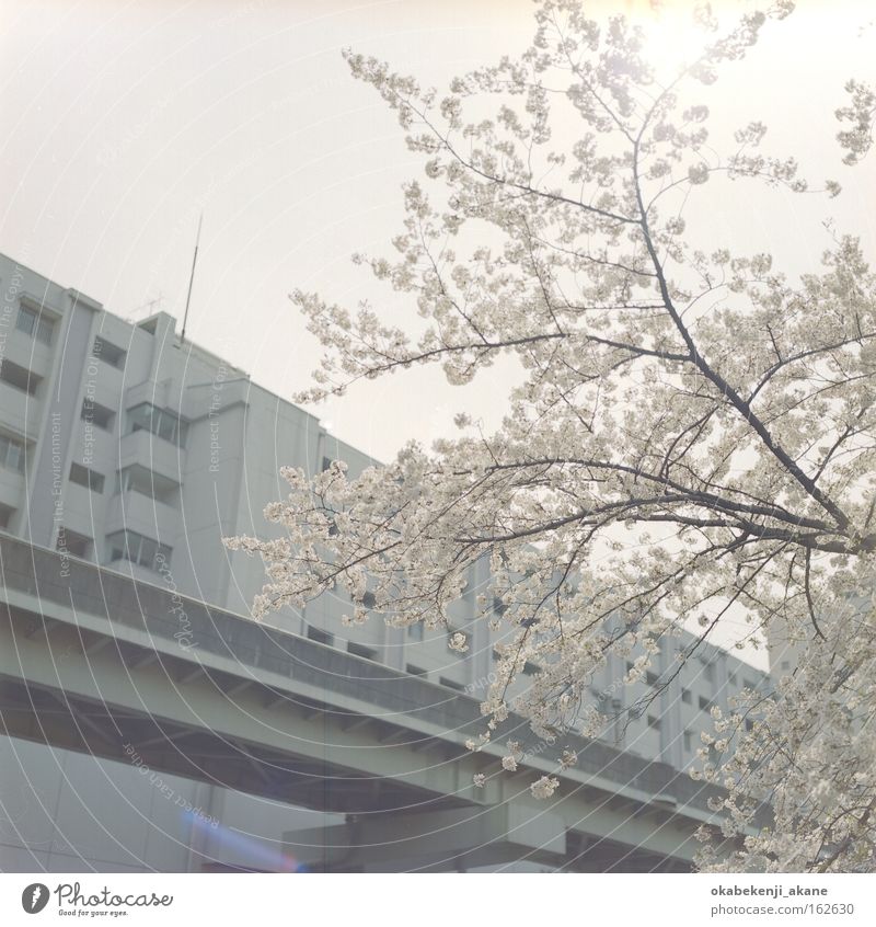 Sakura #2 Tokyo Schererei Quadrat Filmindustrie Luft Japan Stimmungsbild locker weiß rosa Kirschblüten Blume