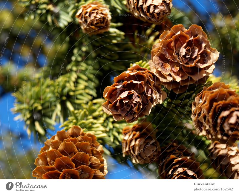 Kostenlose Foto Baum Ast Star Feier Dekoration Urlaub