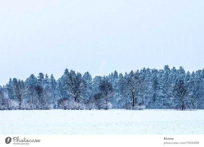 winterstarr Natur Landschaft Horizont Winter Schnee Wald frieren ästhetisch Unendlichkeit kalt blau weiß Ordnung Farbfoto Gedeckte Farben Außenaufnahme Tag