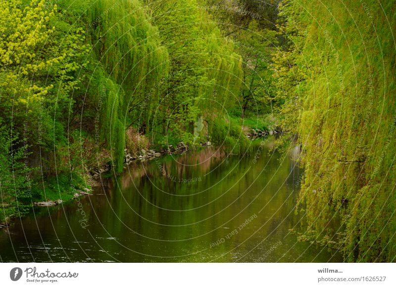 der verflossene Pflanze Frühling Baum Weide Trauerweide Flussufer grün Reflexion & Spiegelung Idylle üppig (Wuchs) Natur natürlich Mai Farbfoto Außenaufnahme