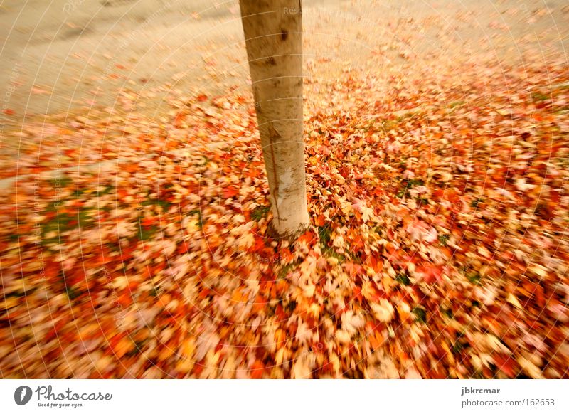 Autumn leaves Herbst Natur Blatt mehrfarbig Baum rot Baumstamm Romantik Bürgersteig poetisch laubhaufen Traurigkeit
