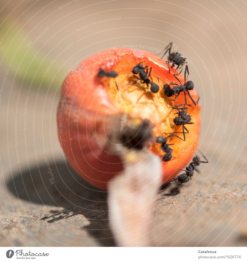 Unersättlich schneiden die Ameisen Stücke aus der Hagebutte Natur Pflanze Tier Hagabutte Garten Wildtier Insekt Tiergruppe Arbeit & Erwerbstätigkeit Bewegung