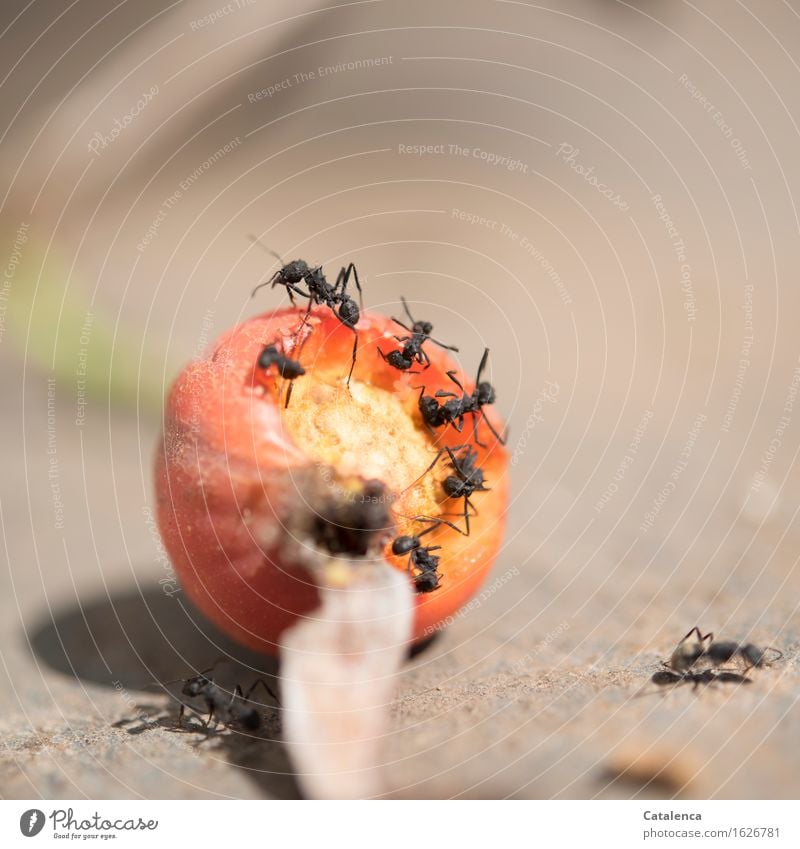 Unermüdlich schneiden die Ameisen Stücke aus der Hagebutte Essen Umwelt Natur Tier Pflanze Hagebutten Garten Wildtier Insekt Tiergruppe