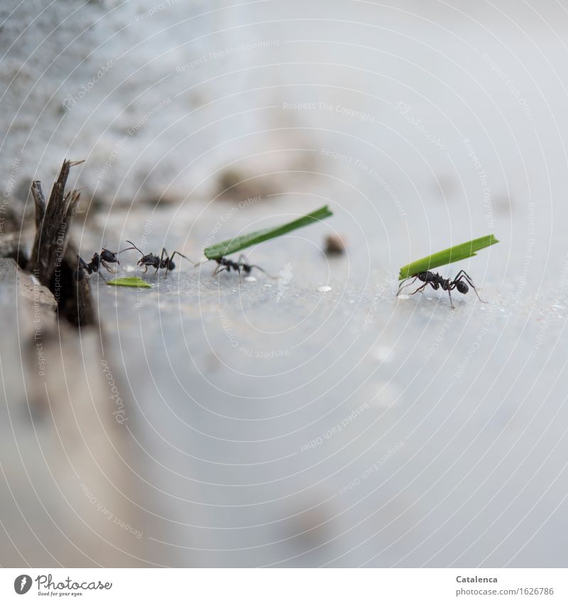 Bei der Arbeit, Ameisen transportieren Gras Natur Pflanze Tier Grünpflanze Halm Garten Wildtier Insekt 4 Arbeit & Erwerbstätigkeit berühren Fressen krabbeln