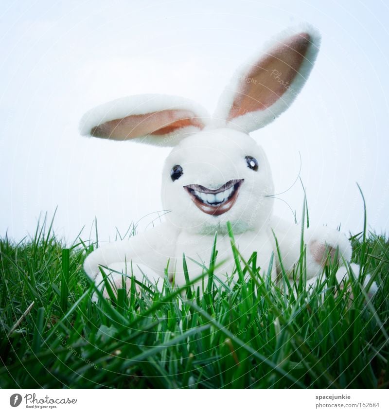 Freaky rabbit Hase & Kaninchen Ostern verrückt Rasen Gras Nest Osterei lachen Ohr Freude freaky Osterhase