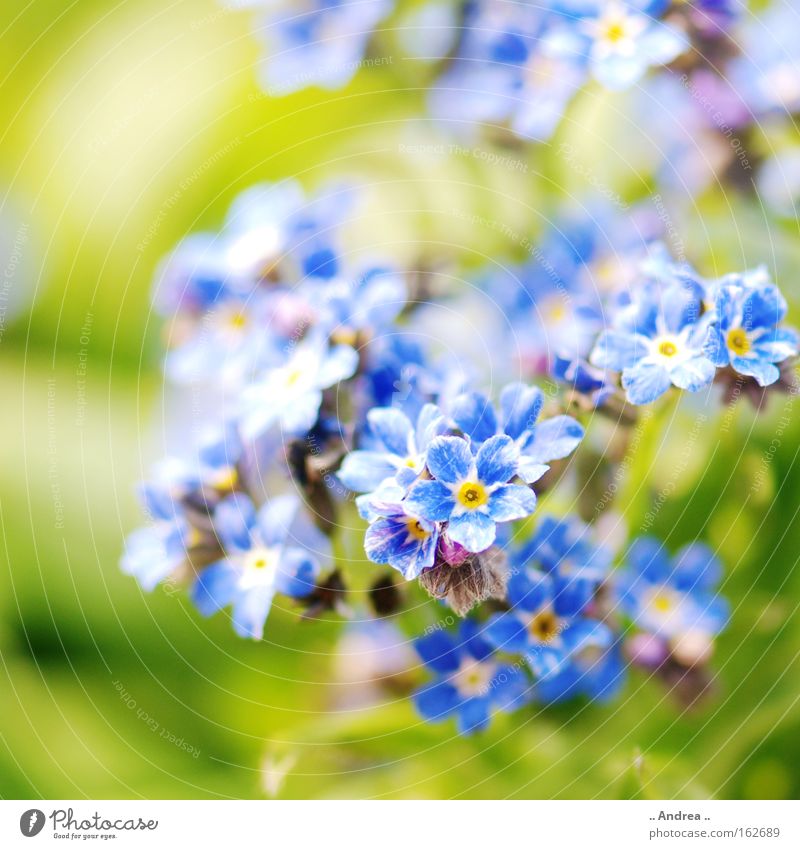 Frühlinsbote Nr. 3 Sonne Pflanze Frühling Blume Blüte Wiese Blühend springen Wachstum Fröhlichkeit frisch blau grün Natur Umwelt Vergißmeinnicht Frühblüher