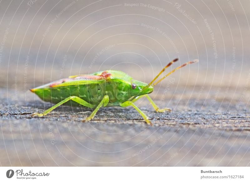 Wanze Umwelt Natur Tier Käfer Insekt Gliederfüßer Sechsfüßer 1 Ekel braun grün Farbfoto Außenaufnahme Nahaufnahme Makroaufnahme Tierporträt