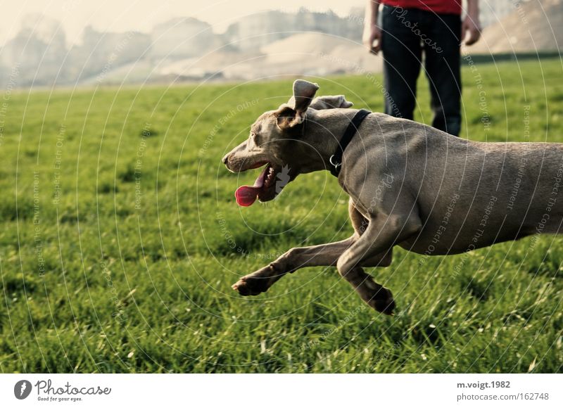 [DD|Apr|09] Running Hund rennen Wiese Gras Geschwindigkeit Dynamik Gassi gehen Schönes Wetter auslaufen Profil Sommer Freizeit & Hobby Freude Herrchen Tia