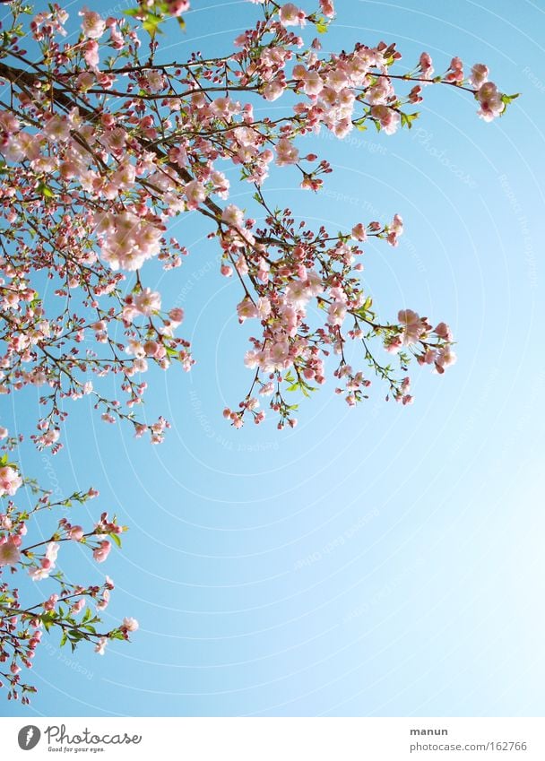 Cherrytree Frühling Blüte Kirsche Kirschbaum Zierkirsche Kirschblüten Wärme weiß rosa blau Wetter Ast Gartenbau Hintergrundbild schön Park
