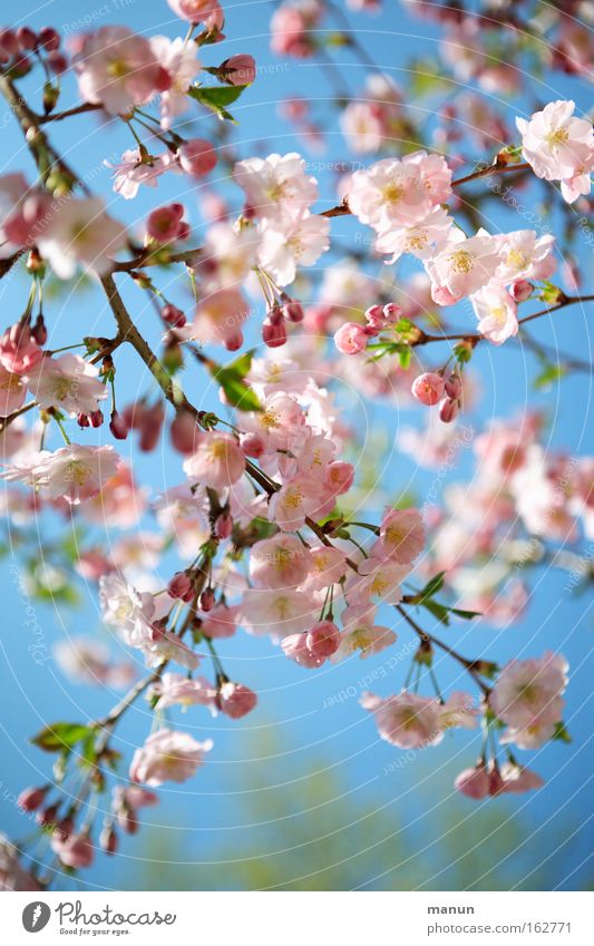 Cherryblossom Frühling Blüte Kirsche Kirschbaum Kirschbaumholz Zierkirsche Kirschblüten Wärme weiß rosa blau Wetter Ast Gartenbau Landschaft schön Park