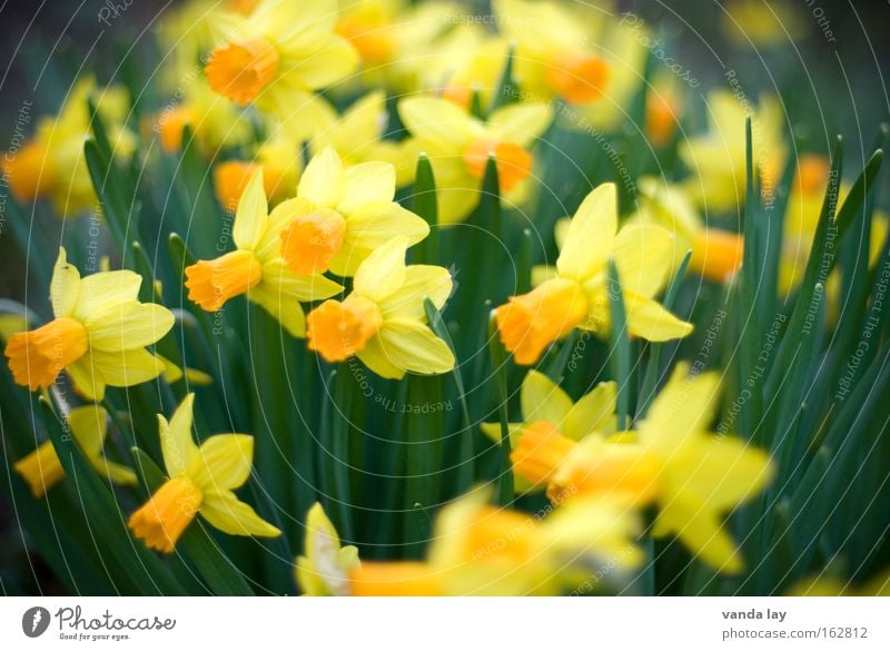Frohe Ostern! Garten Muttertag Natur Pflanze Frühling Blume Blüte gelb grün Gelbe Narzisse Narzissen Frühblüher März April Osterei Farbfoto Außenaufnahme