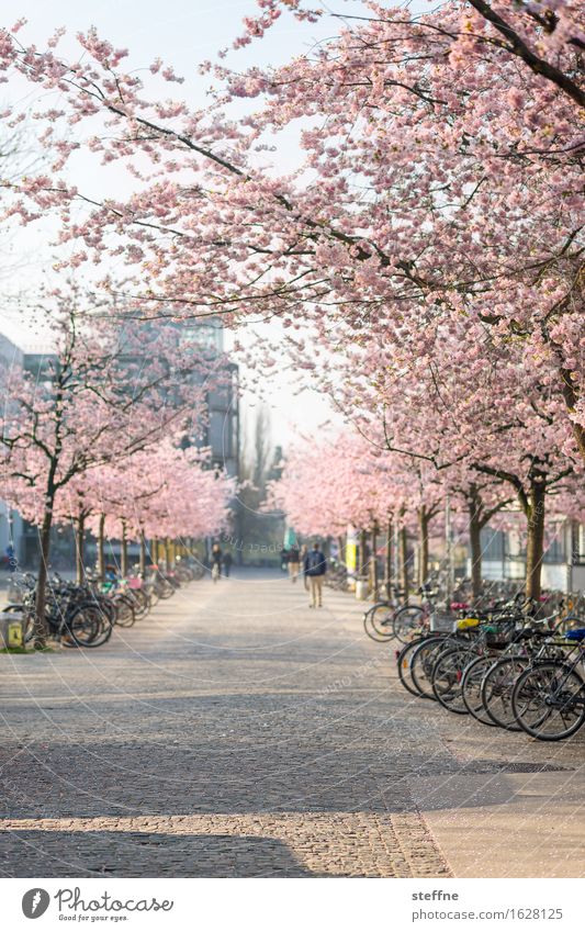 Was sein wird Natur Pflanze Frühling Baum schön japanische kirschblüte Kirschblüten Kirschblütenfest Göttingen Universität Göttingen Studium Farbfoto