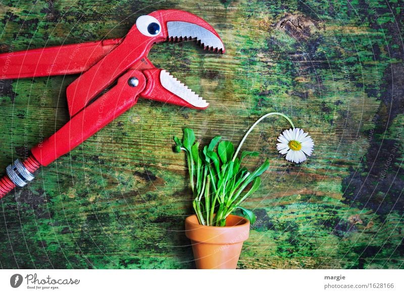 "Stell dich nicht so an": eine Zange mit Augen spricht mit einem Gänseblümchen im Blumentopf Arbeit & Erwerbstätigkeit Handwerker Gartenarbeit Arbeitsplatz