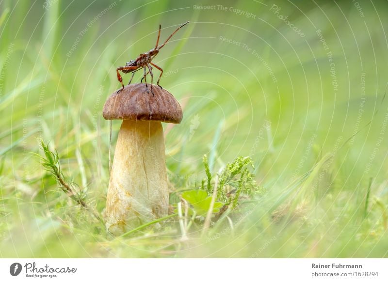 eine Mordwanze posiert auf einem Maronenröhrling Natur Wald Tier Wildtier "Wanze Wanzenlarve Insekt," "Pilz Wiese Gras Moos" Farbfoto Nahaufnahme