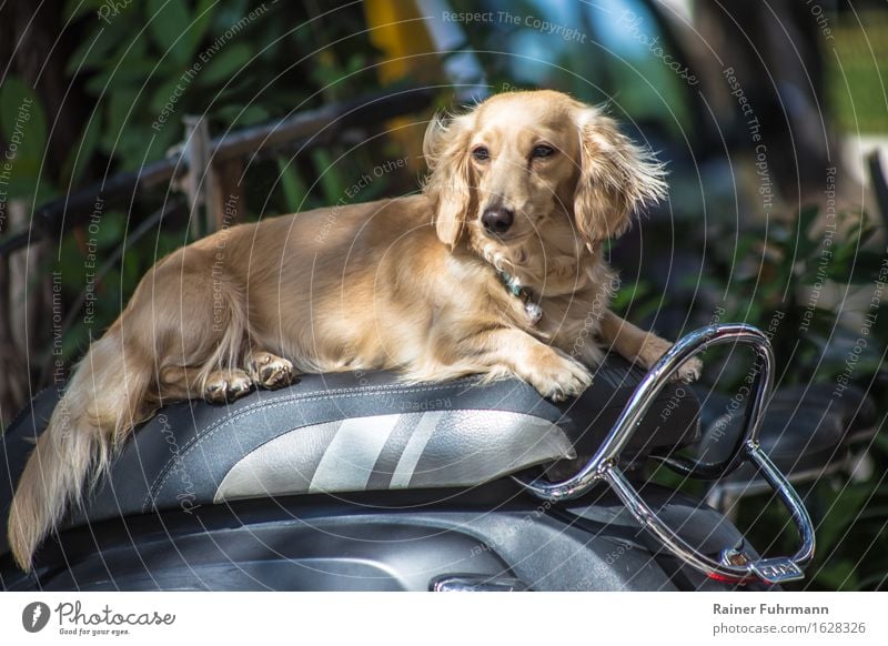 ein Dackel sitzt auf einem Motorroller Umwelt Straßenverkehr Kleinmotorrad Tier Hund 1 sitzen warten kuschlig Farbfoto Außenaufnahme Tag