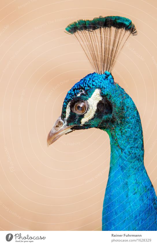 Porträt von einem Blauen Pfau Umwelt Natur Tier Park Haustier 1 schön blau "Porträt Indischer Pfau Krone Schönheit elegant edel" Farbfoto Außenaufnahme