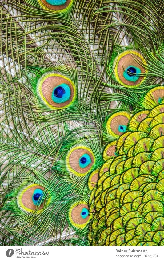 ein radschlagender Pfau zeigt seine ganze Pracht Tier Vogel "Pfau indischer Pfau" Gefühle Tierliebe Stolz träumen "Pfauenfedern schillern bunt prächtig Detail"