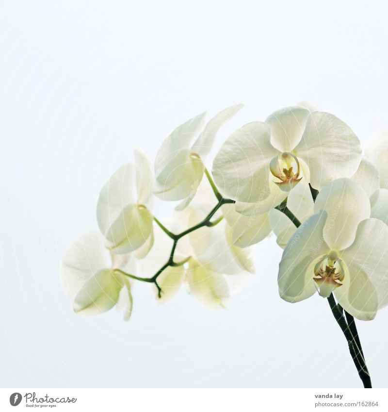 Sensation White Orchidee Blume Pflanze Natur Häusliches Leben Blüte exotisch Stengel schön edel Makroaufnahme weiß Hintergrundbild Nahaufnahme Wohnzimmer