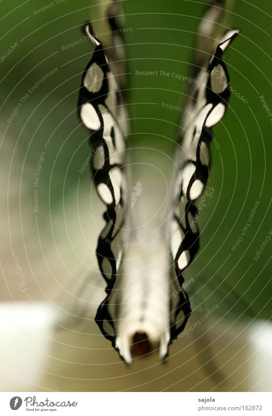 \./ Tier Schmetterling Flügel 1 ästhetisch schwarz weiß schön Insekt zart zerbrechlich Hochformat Farbfoto Nahaufnahme Detailaufnahme Makroaufnahme Muster