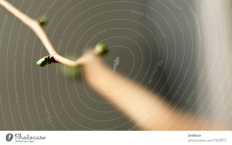 scharfe knospe Natur Pflanze Frühling Blüte Grünpflanze Blühend Wachstum Blütenknospen Blattknospe Ginkgo Kraft Dynamik Ast Brennpunkt Fototechnik Farbfoto