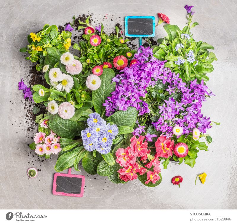 Sommerblumen mit Pflanzenschilder Stil Design Freizeit & Hobby Häusliches Leben Garten Dekoration & Verzierung Natur Blume Blatt Blüte Schilder & Markierungen