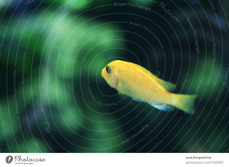 poisson Fisch Schwimmen & Baden tauchen Zoo Wasser Aquarium Glas gelb grün Tierkreiszeichen Algen Wasserpflanze Tiefsee Becken Unterwasseraufnahme